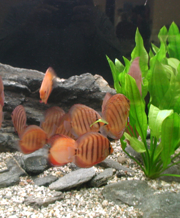 Plants & Decorations