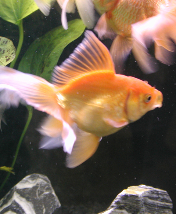 Plants & Decorations